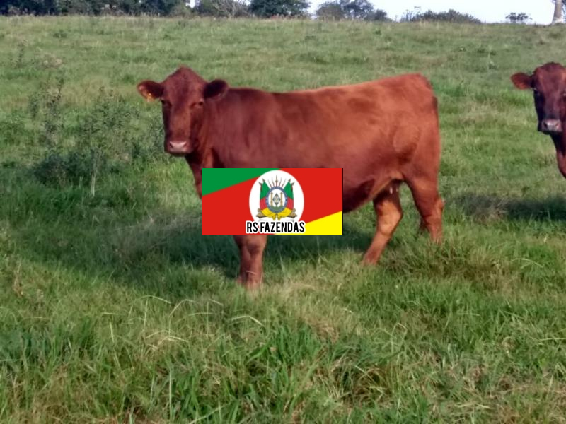 Fazenda para Venda em Taquara, RS