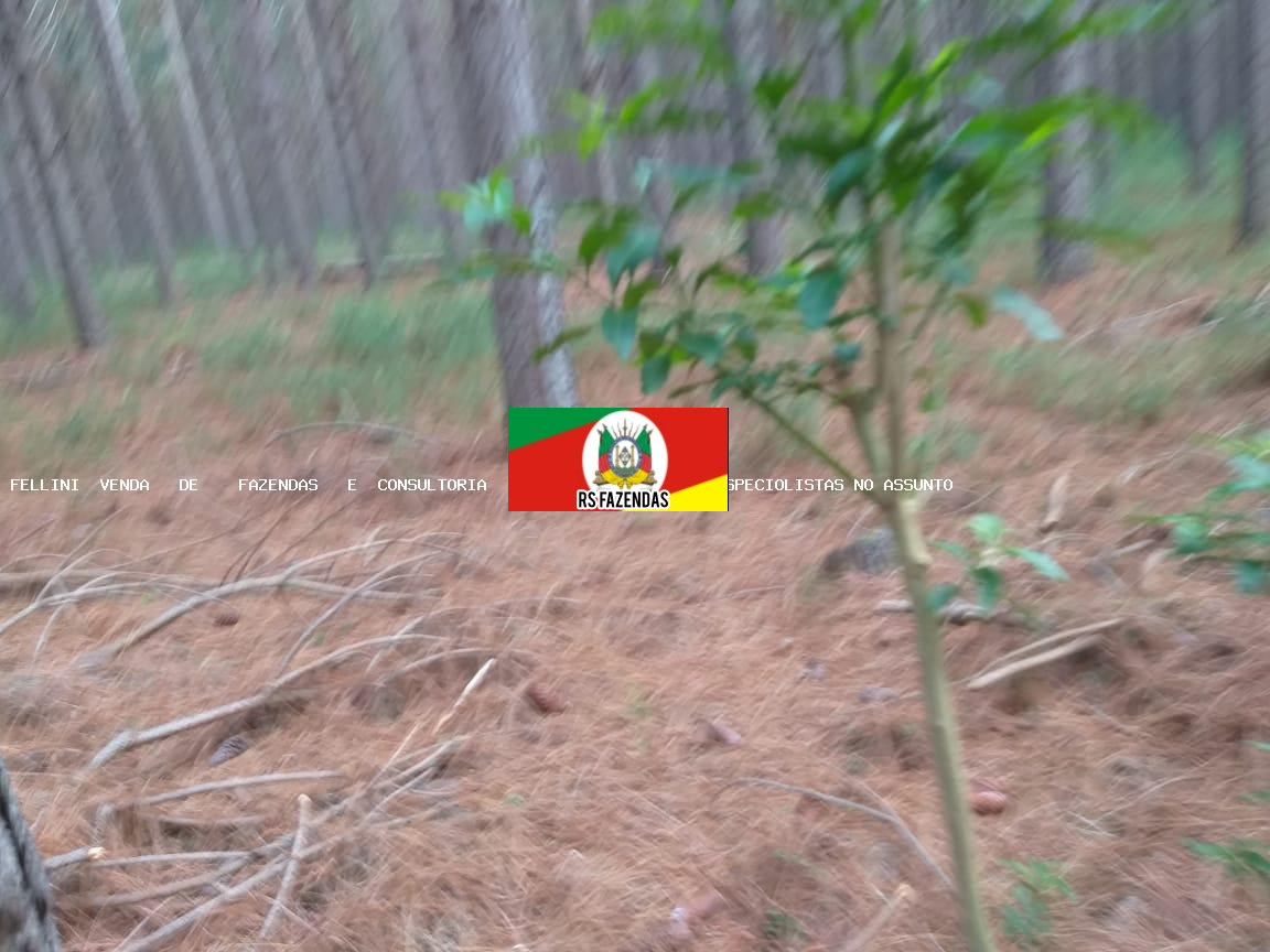 Oportunidade para Investidor para Venda em Mostardas, RS