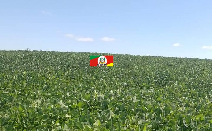 VENDO 50 HECTARES EM ARROIO GRANDE RS PARA SOJA E GADO